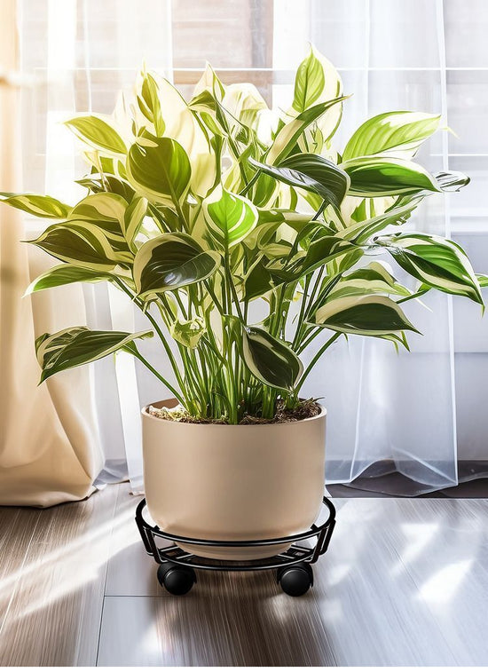 Black Round Movable Plant Caddy with Wheels