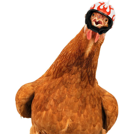 Pink Pet Chicken Helmet Set of 3 – Protective Headgear for Chicks, Hens, and Birds