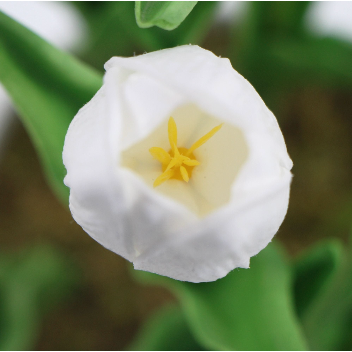 Flowering White Artificial Tulip Plant Arrangement With Ceramic Bowl 35cm