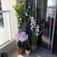Multi Stem Pink Butterfly Artificial Potted Orchid 66cm - Magdasmall