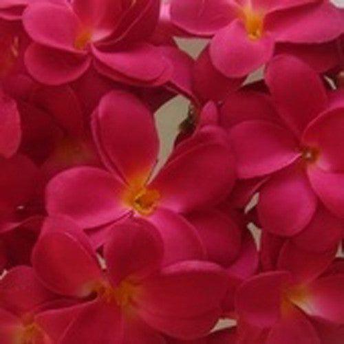 1 Set of 20 LED Deep Red Frangipani Flower Battery String Lights Christmas Gift Home Wedding Party Decoration Outdoor Table Garland Wreath - Magdasmall