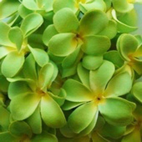 1 Set of 20 LED Green Frangipani Flower Battery String Lights Christmas Gift Home Wedding Party Decoration Outdoor Table Garland Wreath - Magdasmall