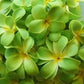 1 Set of 20 LED Green Frangipani Flower Battery String Lights Christmas Gift Home Wedding Party Decoration Outdoor Table Garland Wreath - Magdasmall
