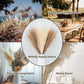 20 sticks Natural Lilac Pampas Grass Bouquet-21.65" Fluffy Dried Pampas for Home Decor and Events - Magdasmall