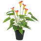 Artificial Flowering White & Orange Peace Lily / Calla Lily Plant 50cm