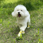 28pc X Dog Shoes Waterproof Disposable Boots Anti-Slip Pet Socks M PINK - Magdasmall