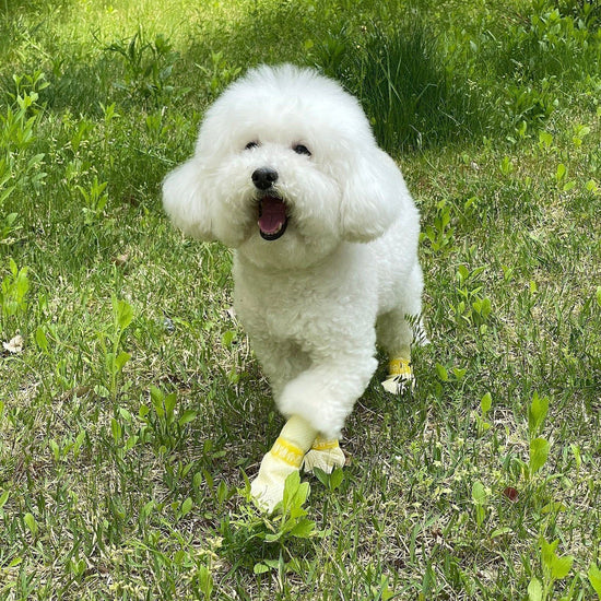 28pc X Dog Shoes Waterproof Disposable Boots Anti-Slip Pet Socks M VIOLET - Magdasmall