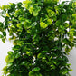 2 Pack 76cm Artificial Eucalyptus Plants Fake Plants FauxHome Garden Window Office Wedding Decoration - Magdasmall