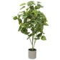 Bright Mixed Philodendron Plant 70cm