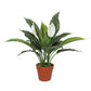 Artificial Spathiphyllum Peace Lily Plant With White Flowers 60cm