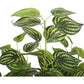 Bright Mixed Philodendron Plant 70cm