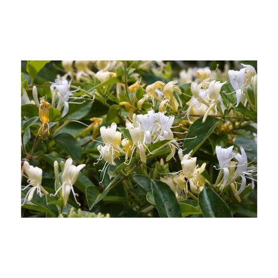 4x 100g Plant Oil Soap Honeysuckle Scent Pure Vegetable Base Bar Australian - Magdasmall