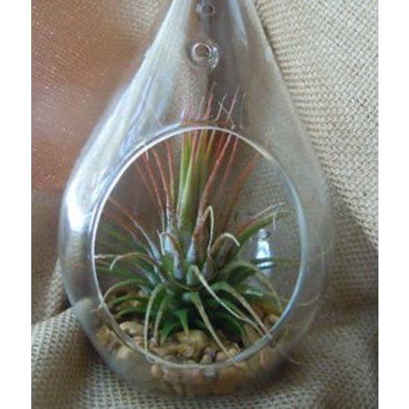 50 Wholesale Pack of Hanging Clear Glass Tealight Candle Holder Tear Drop Pear Shape - 12cm High - Terrarium Plant Mini Garden Holder Decor - Magdasmall