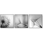 60cmx60cm Botanical dandelions 3 Sets Black Frame Canvas Wall Art - Magdasmall