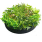 80cm Colour Splash Artificial Vertical Garden Wall Art Disc