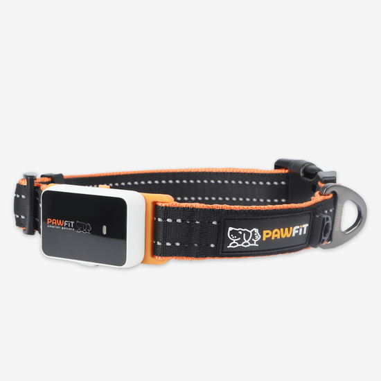 Pawfit 3 Collar Large-1831155600734687232