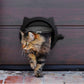 Indoor Cat Flap Door, 21cm/8.27in Opening
4 Locking Modes | Magnetic & Weatherproof | Thin Door & Wall | Easy Install |(black)