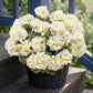 8 Pcs Artificial Red Geranium Silk Flowers for Outdoor Patio Garden & Indoor Home Decor (White)
