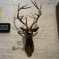 Frankie Stag Animal Resin Hanging Ornament Wall Art Gift