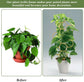 Climbing Plant Trellis 14 inch Metal Support for Vines Potted Plants and Flowers, Modern Design