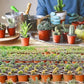 100pcs Reusable Plastic Planting Pots for Indoor and Outdoor Flower Growing, 120mm