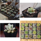 100 Pieces Plastic Square Nursery Seedling Pots Reusable, 7 cm