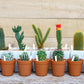 200 Plant Labels - 5x1 CM - Plant Labels - Plant Sticks - Plant Labeling - Herb Labeling - Stick Labels Vegetable Garden Signs - Slotted Labels Plant Label - Plant Signs - Plastic - White - For Garden Potted Herbs Flowers Vegetables