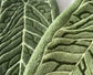 Towels - Towel set - Soft, absorbent kitchen and bathroom towels made of coral fleece with hanging loops for easy dishwashing and hand washing - 2-pack (dark green, light green)