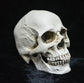 Life-size Replica of Realistic Human Skull, Head Bone Model, Anatomy White Resin Skull High Precision Teaching Tool Halloween Decor
