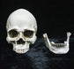 Life-size Replica of Realistic Human Skull, Head Bone Model, Anatomy White Resin Skull High Precision Teaching Tool Halloween Decor