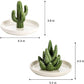 Two-Piece Jewelry Display Set - Aloe Vera and Cactus Ring Organizer Set - Ceramic - Jewelry Organizer - Bracelet, Earring, and Necklace Organizer with Leaf Decorations - Decorative Items