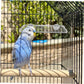 Bird Cage Accessories - Parrot Perch Made of Stainless Steel - Comfortable Resting Platform for Birds - Multifunctional Bird Cage Accessory - Modern Design - Suitable for Various Parrots, Provides Your Pet with a Comfortable Resting Place