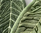 Towels - Towel Set - Soft, absorbent coral fleece kitchen and bathroom towels with hanging loops for easy dishwashing and hand washing - 2-pack (dark green, light green)