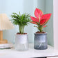 Flower pots - Plastic flower pots - sustainable garden supplies - hydroponic flower pots - visible water level - With absorbent cotton rope - Ø 10 x H 12 cm - Transparent