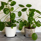 Plant bowls - 6 pieces - Round plant bowls - For flower pots, garden bowls and planters - Black