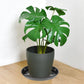 Plant bowls - 6 pieces - Round plant bowls - For flower pots, garden bowls and planters - Black