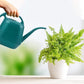 Pot Watering Jug Small Plant Indoor Watering Plant Indoor Watering Jug Long Spout Watering Jug Watering Garden Pot Household Watering Jug Watering Garden Kettle （2L） Navy