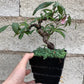 Planter Resin Black For Family 1Pc 4.7X4.4In 12X11.1CM Black