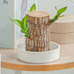 Worgeous Hydroponic Ceramic Tray Indoor Garden Pot Saucers Plant for Pots White