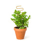 2Pcs Curved Shape Iron Garden Trellis for Indoor Potted Plants Home Decorative Support 13.4x4.1in