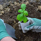 Wood Paper Pot Maker Seedling Cultivation Rectangular Gardening Tools 1 Set