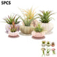5 Pcs Mini Sea Urchin Shell Air Plant Holders,Decorative Hanging Air Plant Pot, Tillandsia Succulent Display Container for Home Gardening Gifts Beach Theme Party Decors, No Plants