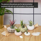 5 Pcs Mini Sea Urchin Shell Air Plant Holders,Decorative Hanging Air Plant Pot, Tillandsia Succulent Display Container for Home Gardening Gifts Beach Theme Party Decors, No Plants