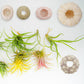 5 Pcs Mini Sea Urchin Shell Air Plant Holders,Decorative Hanging Air Plant Pot, Tillandsia Succulent Display Container for Home Gardening Gifts Beach Theme Party Decors, No Plants