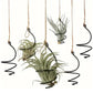 6 Pcs Air Pineapple Pot Air Plant Hanger Holder,Plant Stands Hanging with Jute Ropes,Modern Plants Hanger Wall Metal Air Plants Stand,Air Plants Hook Air Shelf (Black Aluminum)