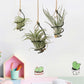 6 Pcs Air Pineapple Pot Air Plant Hanger Holder,Plant Stands Hanging with Jute Ropes,Modern Plants Hanger Wall Metal Air Plants Stand,Air Plants Hook Air Shelf (Black Aluminum)