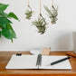 6 Pcs Air Pineapple Pot Air Plant Hanger Holder,Plant Stands Hanging with Jute Ropes,Modern Plants Hanger Wall Metal Air Plants Stand,Air Plants Hook Air Shelf (Black Aluminum)