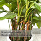 3 Pcs Garden Plant Support Rings for Potted Plant,9x11in Round Metal Plant Stakes Rings,Garden Plant Support Brace,Peony Cages Support Stakes Ring,Plant Support Stakes for Indoor Outdoor 7"