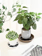 Plant Saucer Drainage Rack Stand,21Pcs 3 Size Flower Pot Level Feet Elevator Support Holder,Plant Stands for Flower Pot Prevention Drainage,Reusable Mesh Pad,Raises Protector Plant Trivet