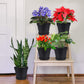 4 inch Plant Pots,Plastic Planters with Drainage Holes and Saucers for Flowers Plants, Succulents,Seed Starting Pots, Black，8Pack 4inch-Black